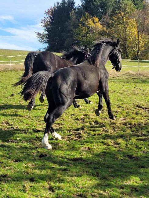 Schwere Warmblut Stute schlesier, Rene , Horses For Sale, Tiefenbach , Image 2