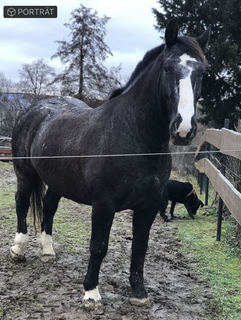 Schweres Warmblut Noriker Mix, Christin Fischer, Konie na sprzedaż, Großschirma , Image 4