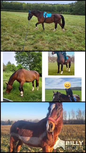 Schweres Warmblut sucht sein End Platz, Özlem  Birekul , Horses For Sale, Georgenthal , Image 4