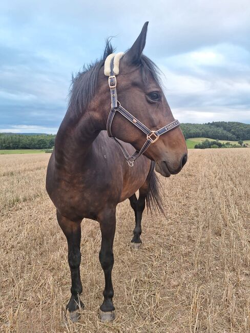 Schweres Warmblut / Welsh Cob, Heike, Horses For Sale, Bernterode (bei Heilbad Heiligenstadt)