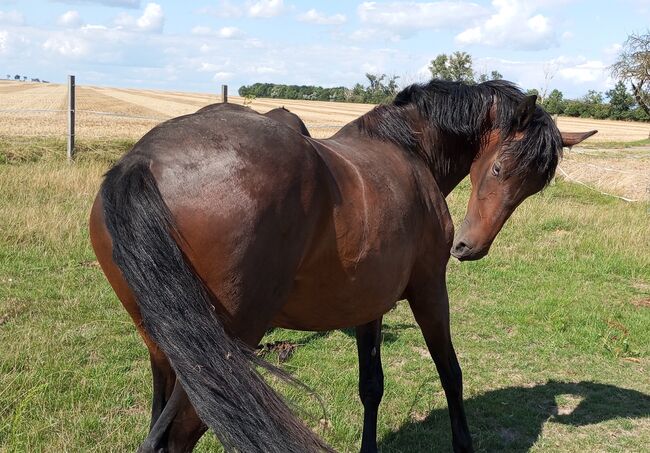 Heidi ll Lindenhof, Norbert, Horses For Sale, Krostitz 