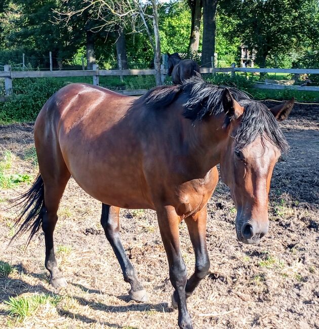 Heidi ll Lindenhof, Norbert, Horses For Sale, Krostitz 