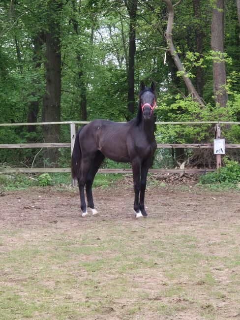 Hengstanwärter 1,5j, Bibi, Horses For Sale, Goslar , Image 3