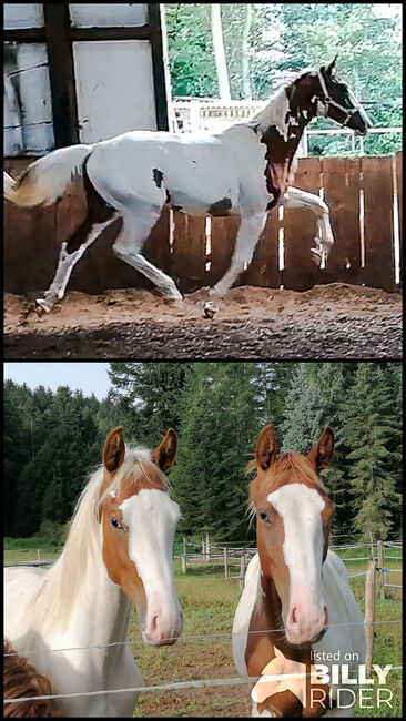 Hengst Jährling, Anja Riegger , Horses For Sale, Abtsgmünd, Image 3