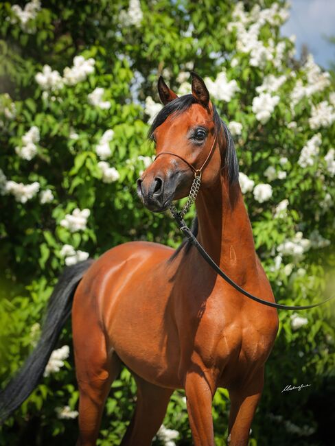 Top class stallion by Marajj, Zalia Stud, Pferd kaufen, Strykow