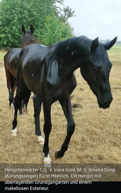 Hengstanwärter 1,5j, Bibi, Pferd kaufen, Goslar 