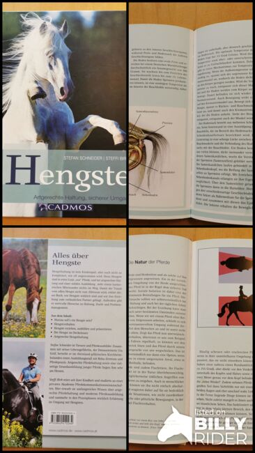 Hengste – Artgerechte Haltung, sicherer Umgang, cadmos verlag  Stefan Schneider, Mandy, Books, Camburg, Image 6