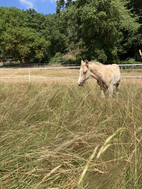 Hengst Fohlen 2023, Magenau , Horses For Sale, Modautal , Image 13