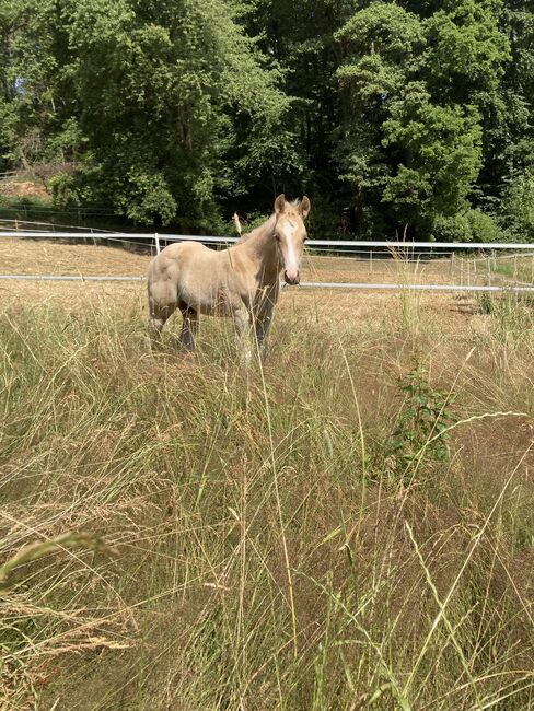 Hengst Fohlen 2023, Magenau , Horses For Sale, Modautal , Image 11