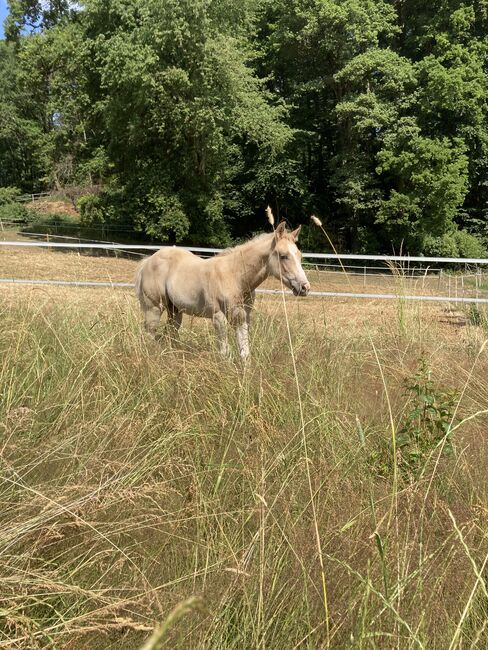 Hengst Fohlen 2023, Magenau , Horses For Sale, Modautal , Image 7