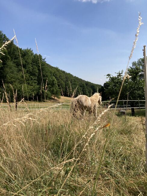 Hengst Fohlen 2023, Magenau , Horses For Sale, Modautal , Image 6