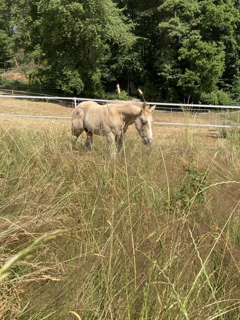 Hengst Fohlen 2023, Magenau , Horses For Sale, Modautal , Image 10