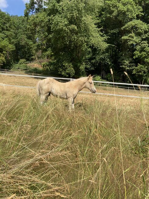 Hengst Fohlen 2023, Magenau , Horses For Sale, Modautal , Image 8