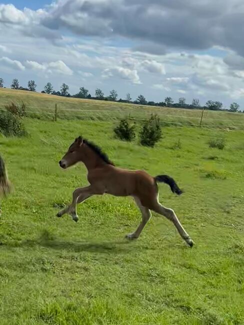 Hengstfohlen mit Go, braun und easy, ElfenPferde, Horses For Sale, Seesen