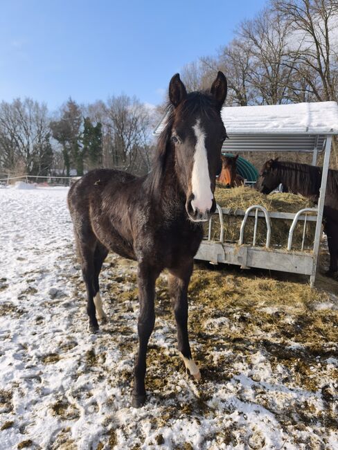 Hengst Fohlen von 2025, Nancy , Horses For Sale, Eimke