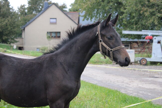 Hengstfohlen von Fair Deal x Simonetti, Lisa, Horses For Sale, Limbach-Oberfrohna, Image 2