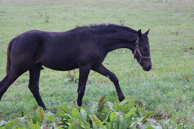 Hengstfohlen von Fair Deal x Simonetti, Lisa, Horses For Sale, Limbach-Oberfrohna, Image 4