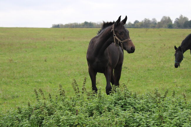 Hengstfohlen von Fair Deal x Simonetti, Lisa, Horses For Sale, Limbach-Oberfrohna, Image 3