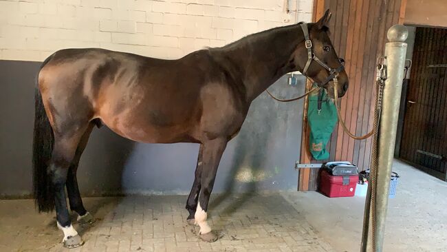 Hennig Dressursattel, Hennig Maßsattel , Carolin Lüpke, Dressage Saddle, Wietzendorf, Image 2