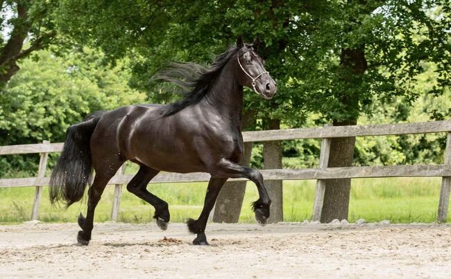 HERA, Friesen Stute, 167, 7 jährig, Mehri Trösch, Pferd kaufen, Menziken