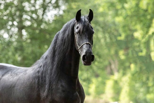 HERA, Friesen Stute, 167, 7 jährig, Mehri Trösch, Horses For Sale, Menziken, Image 2