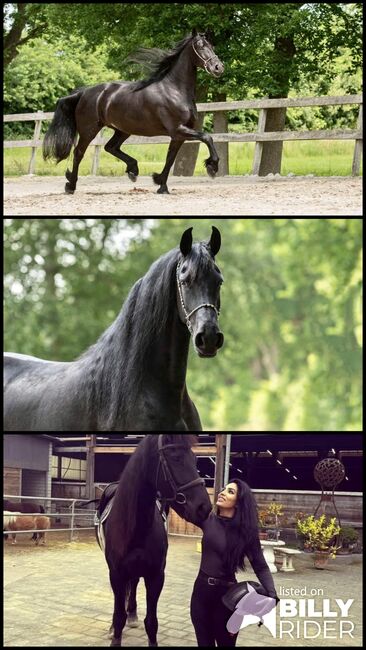 HERA, Friesen Stute, 167, 7 jährig, Mehri Trösch, Horses For Sale, Menziken, Image 4