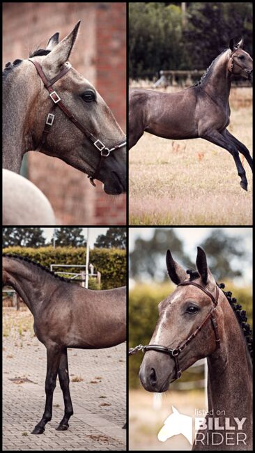 Herausragender PSL Lusitano von Escorial für das große Viereck, Eva Gehrke, Pferd kaufen, Bocholt, Abbildung 9