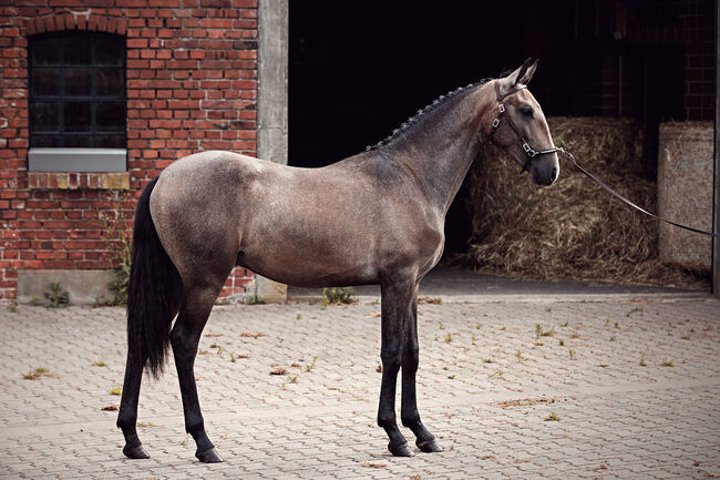 Herausragender PSL Lusitano von Escorial für das große Viereck, Eva Gehrke, Pferd kaufen, Bocholt, Abbildung 8