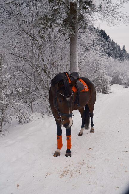 Hermés Schabracke Hunter inkl. Bandagen, Elena Holzer, Dressage Pads, Abtenau, Image 3