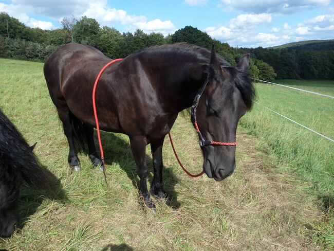 Hermine - ein Traum in Schwarz - Barocke Friesenstute, Andrea Klein, Horses For Sale, Marienmünster, Image 2