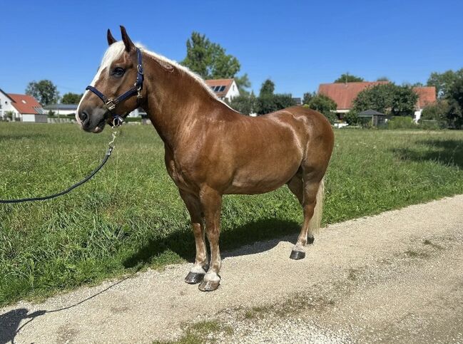 Herzbube auf der Suche nach einem neuen Zuhause, Sport- und Freizeitpferde Fuchs, Pferd kaufen, Ellgau, Abbildung 5