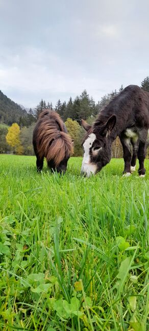 Herzensesel, Gustl, Pferd kaufen, Brennero, Abbildung 6