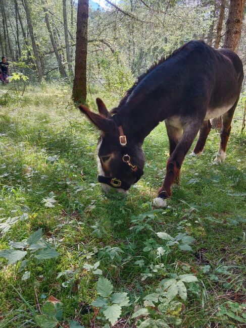 Herzensesel, Gustl, Pferd kaufen, Brennero