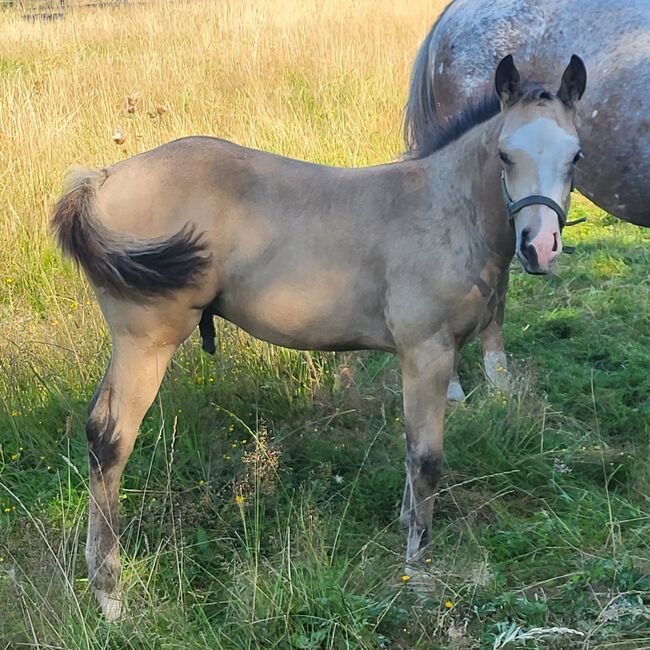 HF Mobster Enkel in goldbuckskin, Kerstin Rehbehn (Pferdemarketing Ost), Horses For Sale, Nienburg