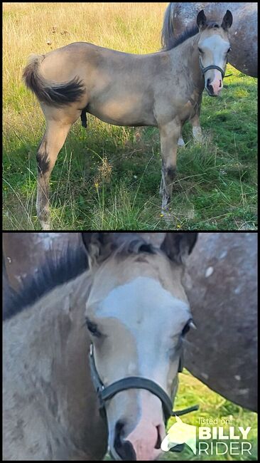 HF Mobster Enkel in goldbuckskin, Kerstin Rehbehn (Pferdemarketing Ost), Horses For Sale, Nienburg, Image 10