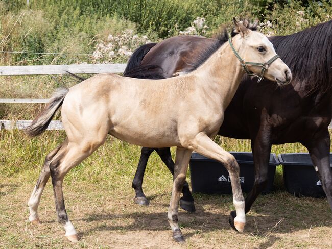 HF Mobster Enkel in goldbuckskin, Kerstin Rehbehn (Pferdemarketing Ost), Horses For Sale, Nienburg, Image 8