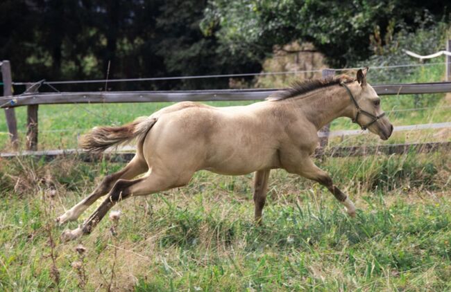 HF Mobster Enkel in goldbuckskin, Kerstin Rehbehn (Pferdemarketing Ost), Horses For Sale, Nienburg, Image 9