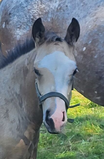 HF Mobster Enkel in goldbuckskin, Kerstin Rehbehn (Pferdemarketing Ost), Horses For Sale, Nienburg, Image 2