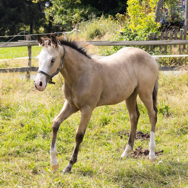 HF Mobster Enkel in goldbuckskin, Kerstin Rehbehn (Pferdemarketing Ost), Horses For Sale, Nienburg, Image 3