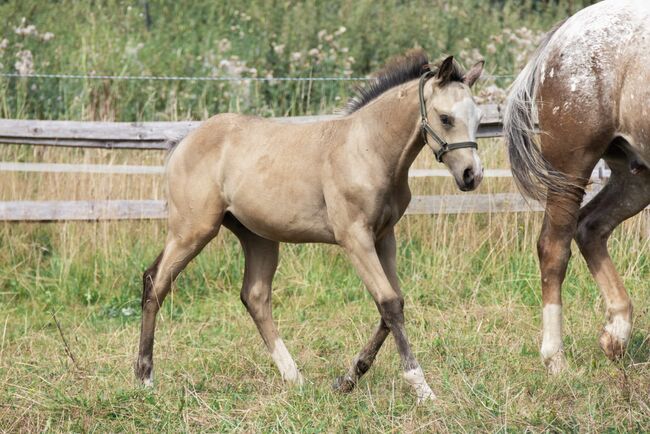 HF Mobster Enkel in goldbuckskin, Kerstin Rehbehn (Pferdemarketing Ost), Horses For Sale, Nienburg, Image 4