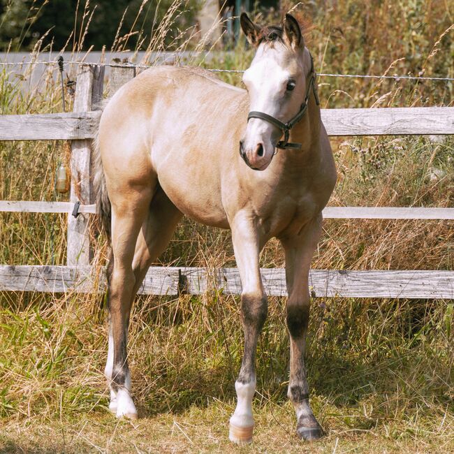 HF Mobster Enkel in goldbuckskin, Kerstin Rehbehn (Pferdemarketing Ost), Horses For Sale, Nienburg, Image 5