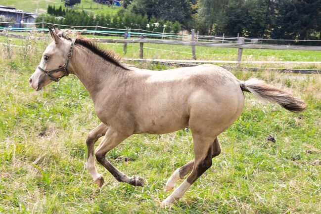 HF Mobster Enkel in goldbuckskin, Kerstin Rehbehn (Pferdemarketing Ost), Horses For Sale, Nienburg, Image 6