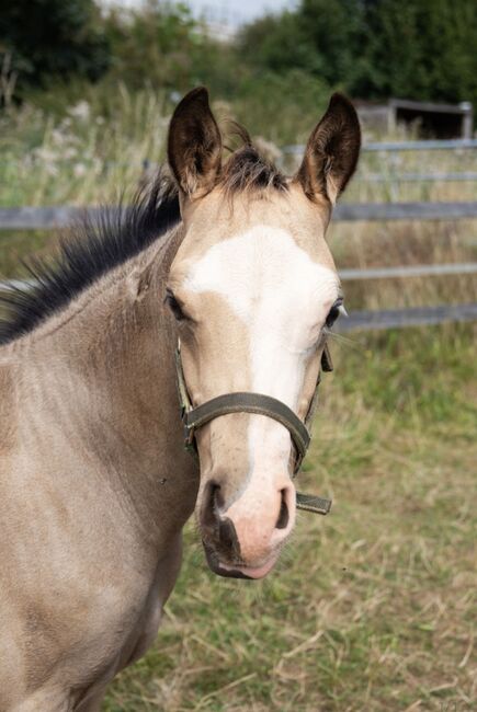 HF Mobster Enkel in goldbuckskin, Kerstin Rehbehn (Pferdemarketing Ost), Horses For Sale, Nienburg, Image 7