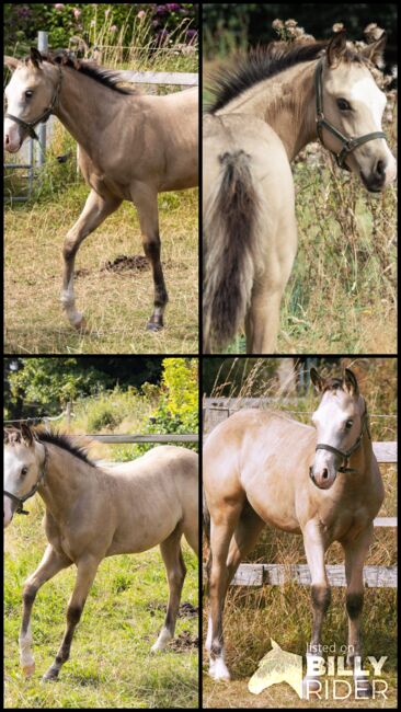 HF Mobster Enkel in goldbuckskin, Kerstin Rehbehn (Pferdemarketing Ost), Horses For Sale, Nienburg, Image 10