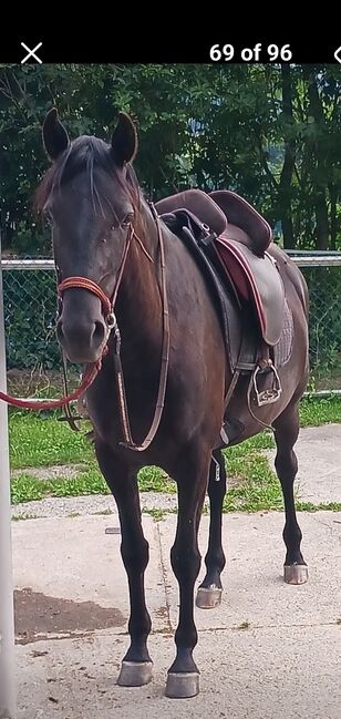 Hidalgo valentia II schokobraun, Hidalgo Valencia II, Lydia, Treeless Saddle, Linz