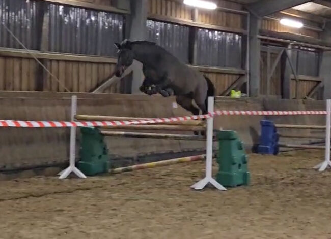 **Gehobenes Freizeitpferd, Dressurpferd, braune Stute, 8 Jahre **, Caroline , Horses For Sale, Wetter, Image 4