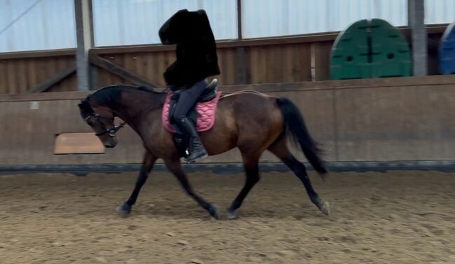 **Gehobenes Freizeitpferd, Dressurpferd, braune Stute, 8 Jahre **, Caroline , Horses For Sale, Wetter, Image 3