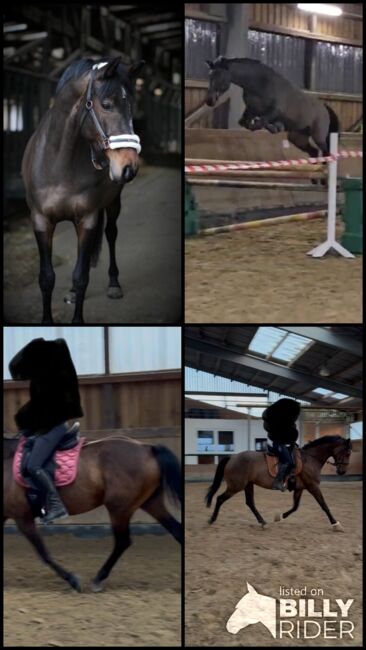 **Gehobenes Freizeitpferd, Dressurpferd, braune Stute, 8 Jahre **, Caroline , Horses For Sale, Wetter, Image 8