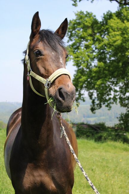 **Gehobenes Freizeitpferd, Dressurpferd, braune Stute, 8 Jahre **, Caroline , Horses For Sale, Wetter, Image 5