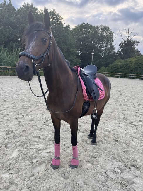 **Gehobenes Freizeitpferd, Dressurpferd, braune Stute, 8 Jahre **, Caroline , Horses For Sale, Wetter, Image 7